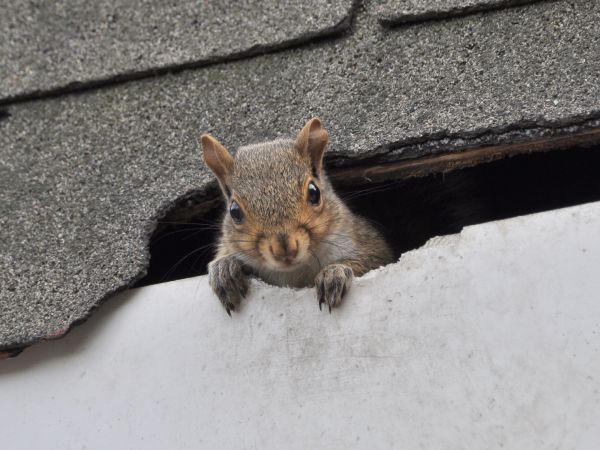 State College Wildlife Removal