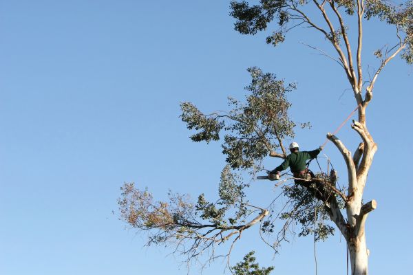 State College Tree Trimming