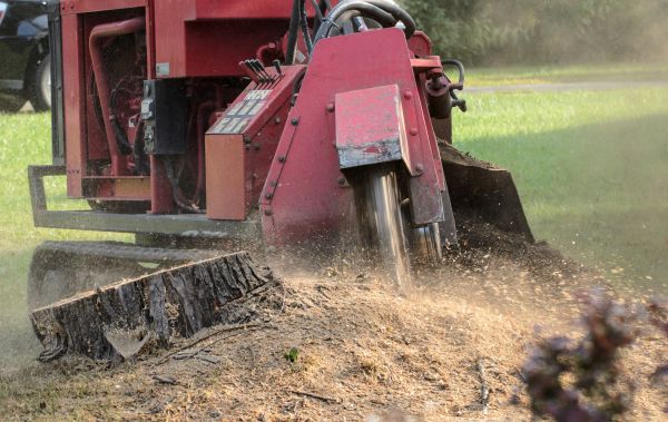 State College Tree Removal